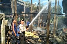 800 Ayam Mati Terpanggang,...