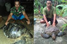 Penyu Salah Satu Makanan...