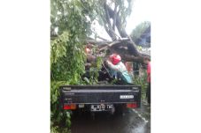 Tertimpa Pohon Tumbang,...