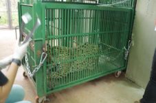 Ini Jaguar Pertama di...