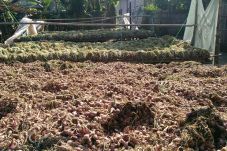 Pasokan Bawang Merah...
