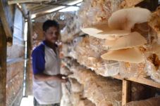 Jamur Merang Penggerak...