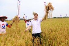 Panen Raya, HT: Perindo...
