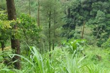 Trabas Hutan Banyu Biru...
