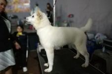 Pengembangan Anjing...