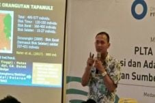 Orangutan Tapanuli Lebih...