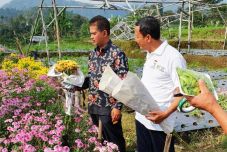 Sentra Tanaman Hias...