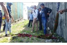 Bobol Pagar Kawat, 10...