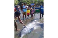 Terlilit Jaring, Lumba-lumba...