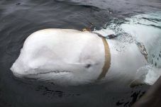 Paus Beluga Bersabuk...