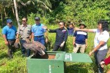 5 Satwa Liar Dilepasliarkan...