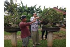 Taman Bonsai Jadi Oase...