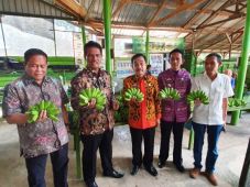 Pisang Lokal Semakin...