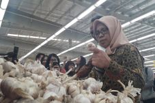 Bawang Putih Impor Busuk...