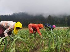 Harga Bawang Putih Sudah...