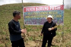 Tanam Bawang Putih dengan...