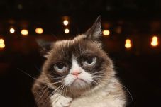 Grumpy Cat Si Kucing...