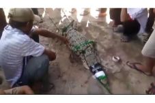 Buaya Muara Tersangkut...