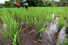 Keberhasilan Swasembada...