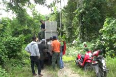 Kena Perangkap Babi,...