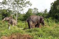 2 Ekor Gajah Latih Kelelahan...