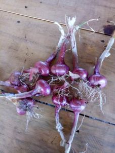 Bawang Merah Provitas...