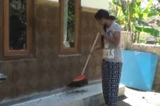 Serangan Ulat Bulu Meluas...