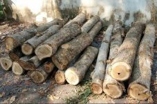 Kepergok Tebang Kayu...