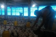 Harga Jual dari Peternakan...
