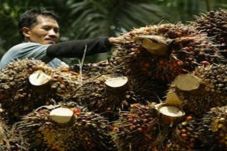 APPKSI Dorong Kemenko...