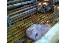 Potong Kambing di Kandang,...