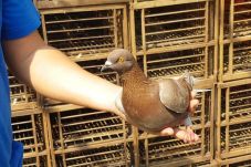 Pecinta Burung asal...