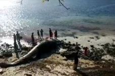 Bangkai Ikan Paus 9...