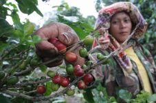 Dorong Produksi Kopi,...