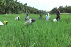 Sawah di Merangin Jambi...