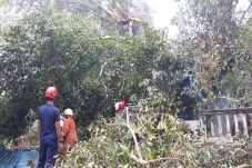 Pohon Berusia Ratusan...