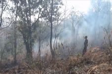 9 Hektare Hutan Bentar...