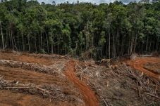 Pembukaan Lahan Hutan...