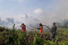 Kebakaran Perkebunan...