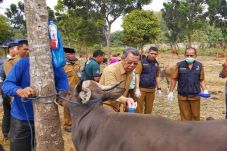 Jamin Kesehatan Hewan...
