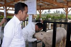 Presiden Jokowi Tinjau...