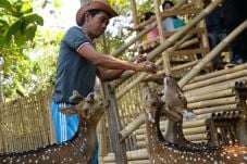 Bermain dengan Rusa...