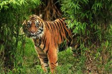 Kabar Harimau Muncul...