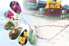 Tanaman Hias Indonesia...