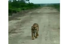 Harimau Keliaran di...