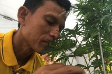 Dilegalkan di Thailand,...