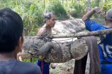 Warga Buton Tangkap...
