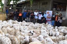 ACT DIY Potong 95 Kambing...