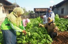 BKP Kementan Optimalkan...