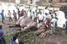 Gajah Kelaparan yang...
